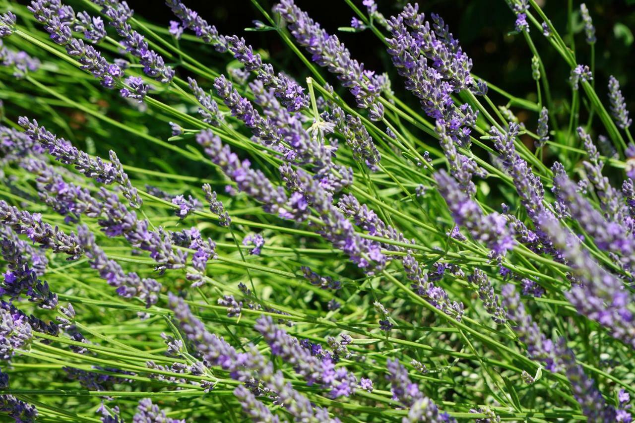 La Belle Histoire Gite Luberon Bedoin Ngoại thất bức ảnh